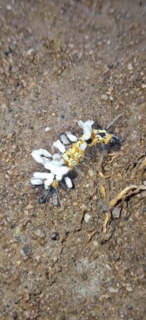 Parasitized caterpillars with wasp cocoons spotted in Vallecito, Venezuela