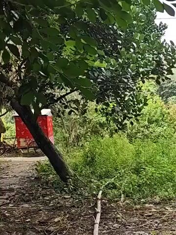A shaky, zoomed-in shot of a lush green natural landscape. The shot begins with a close-up of the base of a tree and then pans up to reveal the dense foliage of trees and shrubs. The scene appears to be a rural or undeveloped area.