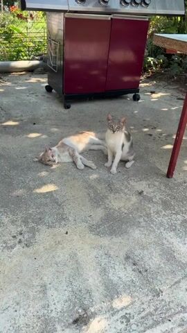 Two cats are on a concrete patio. One cat is lying on its side with its eyes closed. The other cat is sitting upright, looking at the camera. A dark red cabinet with silver accents and wheels is behind the cats. The scene appears to be outdoors in daylight, with greenery visible in the background.