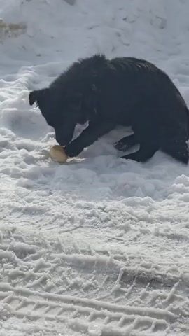 The video shows a black dog standing in snow, eating something yellowish. The dog is medium-sized and has a thick coat of black fur. It stands hunched over in the snow, with its head lowered towards a round, yellowish object. The dog appears to be biting at the object and consuming it. The snow covers the ground, and tire tracks are visible in the foreground. The scene is outdoors, and the lighting suggests a bright, sunny day.