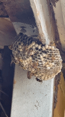 Wasp nest, open sky, and a cat on a summer morning