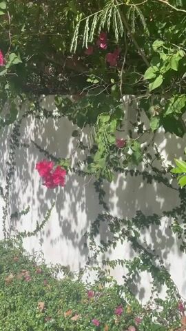 The video shows a white wall covered in vines and pink flowers. The camera pans from right to left, revealing a wooden door embedded in the wall. Green foliage with pink flowers is visible at the top of the wall and along the bottom. Shadows of leaves are cast on the wall. A small gray box is attached to the wall next to the door. The path in front of the wall is visible, with a concrete structure and a drainage ditch.