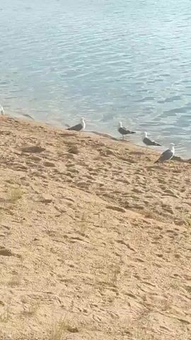 The video shows a shoreline with sand and a body of water. Several seagulls are present on the sand and near the water's edge. In the water, a person is visible, appearing to be swimming or engaged in some water activity. The lighting suggests it is daytime.