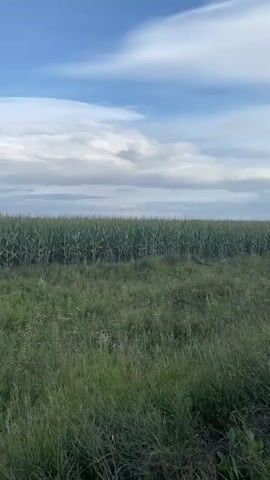 A video shows a vast cornfield under a blue sky with scattered white clouds. The corn stalks are tall and densely packed, forming a green wall across the horizon. In the foreground, there is a field of tall, wild grass with some scattered wildflowers. The camera appears to be stationary, offering a wide, static view of the rural landscape. The lighting suggests it is daytime, possibly late afternoon or early evening, with soft light illuminating the scene. No people or animals are visible in the frame.