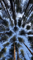 Pine canopy frames blue sky in Votkinsk forest
