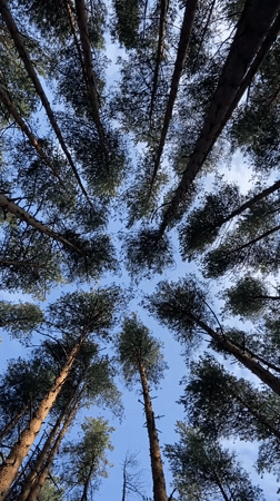 Pine canopy frames blue sky in Votkinsk forest