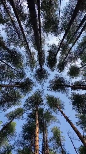 Pine canopy frames blue sky in Votkinsk forest