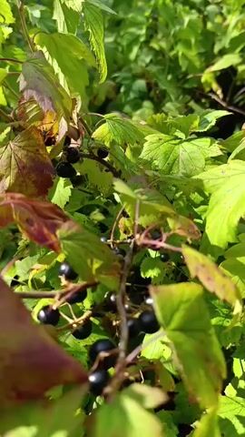 The video shows a close-up of a black currant bush with ripe berries. The camera pans slowly across the branches, highlighting the dark, plump berries nestled amongst the green leaves, some of which are beginning to turn reddish-brown. The sunlight filters through the leaves, casting shadows and creating a natural, outdoor setting. There are no people or any other discernible objects or actions in the video.