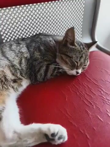 A tabby cat is sleeping on a red chair. The cat is curled up on its side with its head resting on the seat. Its eyes are closed and its paws are tucked underneath its body. The cat appears to be relaxed and comfortable. The chair is made of metal and has a red seat cushion. The background is blurred, but it appears to be an indoor setting.