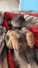 Dog sleeps peacefully on striped bed in Burgas