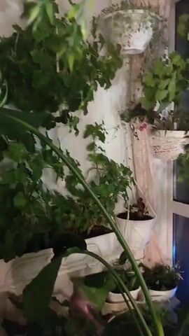 The video presents a close-up view of an indoor garden setup, likely inside a home. The scene is filled with various green plants, arranged on shelves and hanging from the wall. The plants are in white pots and containers. The background appears to be a white wall with a patterned curtain visible on one side. A large green leaf of a banana plant takes prominence in the foreground, partially obscuring other plants. The plants include geraniums, spider plants, and asparagus ferns. There are also decorative items mixed in with the plants, such as small white ceramic houses. The lighting seems soft and diffused, suggesting natural light or a well-lit indoor space. The video has a static camera with only slight movements.