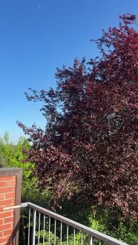 The video opens with a close-up view of a large tree with dark red leaves, set against a clear, bright blue sky. A white railing is visible in the foreground on the bottom left, alongside a brick wall. A faint white contrail can be seen in the upper left corner of the sky.

As the camera pans to the right, another tree with vibrant green leaves comes into view, contrasting with the dark red foliage of the first tree. The pan continues, revealing a scenic overview of a town or village below. Numerous red-tiled roofs are visible, interspersed with lush green trees and foliage. The distant horizon shows more green landscape under the same clear blue sky. The general architecture, with its pitched red roofs, suggests a European setting, specifically Bad Bentheim, Germany.

The weather is sunny and clear, indicative of a pleasant day. No people or visible text are present in the video.