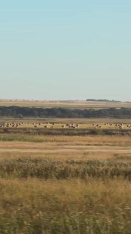 The video shows a rural landscape with a field of hay bales under a clear sky. The hay bales are square and arranged in rows across the field. The field is bordered by trees in the distance. The foreground is a blurred shot of the field, suggesting the camera is in motion. The lighting suggests it is daytime.