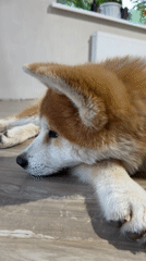 Akita dog rests on wooden floor in Chaikovsky home