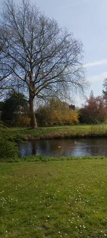 The camera pans slowly right across a tranquil scene. In the foreground, a lush green lawn dotted with small white flowers slopes gently down to a narrow canal. Two ducks swim leisurely in the dark water, creating gentle ripples. The canal is bordered by greenery, including bushes and trees with autumn-colored foliage. A large, bare tree stands on the left side of the frame. In the background, a white structure with columns is visible amidst the trees. The sky is blue with scattered clouds.