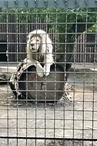 A white lion with a large mane sits on a thick log behind a chain-link fence. The lion is facing the camera with its front paws resting on the log. Its gaze is directed slightly to the left. Behind the lion, there is a bamboo-like fence and some greenery. The ground is dirt. The lighting suggests it is daytime, possibly sunny.