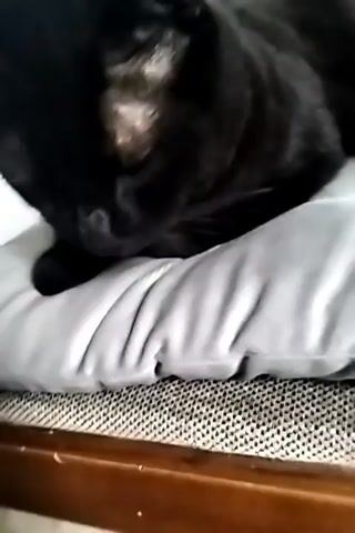 A black cat is lying on a textured surface, possibly a cushion or a cat bed. The cat's face is partially obscured, but its fur appears dark and sleek. There are lighter patches of fur around its face, particularly on its forehead and around its eyes, which might indicate age or a breed characteristic. The cat's eyes are not clearly visible, but it seems to be resting or dozing. The background is out of focus, showing a bright, neutral-colored wall and what appears to be part of a piece of furniture. The lighting suggests an indoor setting during the day. No text is visible in the media file. The scene evokes a sense of calmness and domestic comfort.