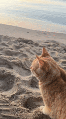 Ginger cat on Nesebar beach at sunrise