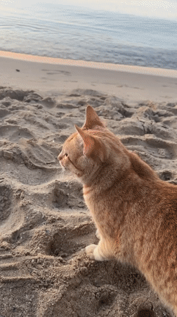 Ginger cat on Nesebar beach at sunrise