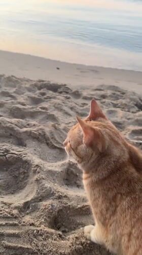 Ginger cat on Nesebar beach at sunrise
