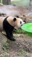 Giant pandas at Chongqing Zoo, eating and lounging around