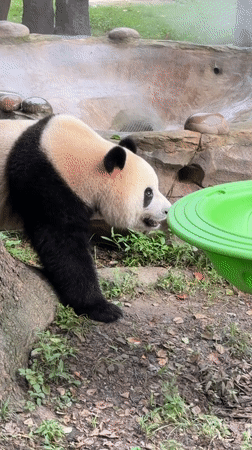 Giant pandas at Chongqing Zoo, eating and lounging around