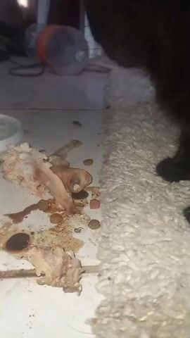 A black cat is shown eating from a pile of raw chicken and kibble on a tiled floor. The food is messy and scattered. There is a white rug to the right of the cat. A white bowl is partially visible in the upper left corner. In the background, there is a plastic bottle and a fan. The lighting is dim.