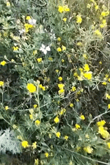 Golden-hour nature walk full of wildflowers, fungi, and insects