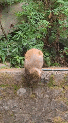 Monkeys gather around water sources in Dharamkot village