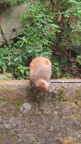 Monkeys gather around water sources in Dharamkot village