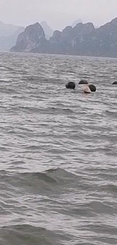 In a wide shot over choppy grey water, several individuals are seen swimming. They are positioned among numerous dark, spherical objects that float on the water's surface, resembling buoys or large floats. Some lighter-colored floating objects are also visible. Two of the swimmers are wearing bright swim caps, one pink and one grey. In the background, a range of hazy, grey mountains or large landmasses stretches across the horizon under an overcast sky. The overall scene suggests an outdoor swimming activity in a bay or coastal area, possibly near Bai Chay Ward, Vietnam.