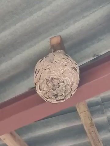 The video shows a large, spherical wasp nest hanging from the ceiling of a covered structure. The nest is white/gray, with a swirled, patterned exterior. It is attached to the ceiling by a small, rectangular wooden block. The ceiling is made of corrugated gray metal. A reddish-brown metal beam runs horizontally below the nest. A wooden support beam is visible towards the bottom right of the frame.  The video is a static shot, with no camera movement or people visible.