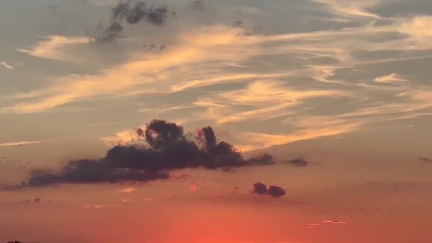 A wide shot captures a vibrant sunset with dramatic clouds. The sky is ablaze with hues of orange and red near the horizon, transitioning to softer oranges and yellows higher up. Thin, wispy clouds are streaked across the sky, catching the light. A cluster of darker, more substantial clouds sits prominently in the mid-sky, with smaller, darker clouds scattered around them. Tiny black specks, appearing to be birds in flight, dot the sky, particularly in the lower half, suggesting a large flock. The bottom of the frame shows a dark silhouette of a hilly landscape, possibly fields or rolling hills, with the faint outline of trees on the far left. The overall scene conveys a sense of natural beauty and the active presence of wildlife against a striking sky.