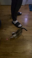 Person plays with kitten using laser pointer in Germany