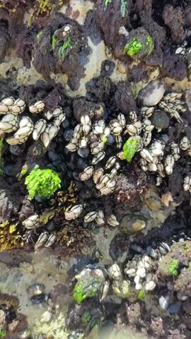 The video shows a close-up view of a rocky shoreline teeming with marine life. Barnacles, identifiable by their white, conical shells, are densely clustered on the rocks. Dark, elongated mussels are also present, interspersed among the barnacles. Patches of bright green algae and dark red, almost black, seaweed add color and texture to the scene. The rock itself appears rough and irregular, with some areas covered in a dark, spongy-looking material, likely more algae or detritus. The overall impression is one of a vibrant and crowded intertidal ecosystem, capturing the dynamic nature of life on the coast.