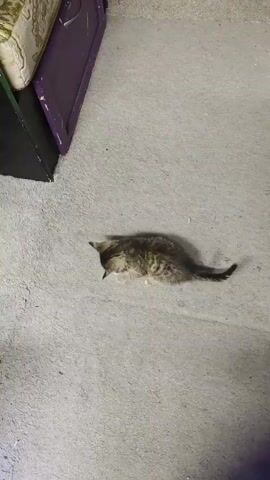 A high-angle shot shows a small, tabby kitten lying on a gray carpet. The kitten is facing left and appears to be resting or playing. In the background, there are pieces of furniture, including what looks like a sofa or couch with patterned upholstery, and two purple cabinets. There are also several other kittens visible in the background, along with some toys, including a red plastic toy and a yellow ribbon. The viewer's feet are visible in the foreground, suggesting the camera is being held by a person. The lighting in the room is dim.