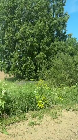 The video shows a view from inside a vehicle traveling along a dirt road. The scene is dominated by a large field of tilled soil, appearing light brown and barren. To the right of the field, there is a dense green tree with full foliage. The foreground of the video features a dirt road and tall green grass and vegetation lining the side of the road. In the background, there is a distant treeline and rolling hills under a bright blue sky with scattered white clouds. The sun appears to be shining, creating a bright and clear atmosphere. The vehicle is moving, as indicated by the shifting perspective of the landscape. There are no people visible in the video, and the focus is solely on the natural environment and the road.