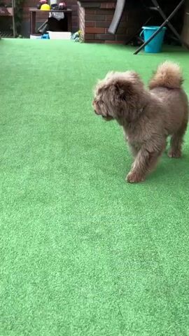 A small, fluffy brown dog with a curly tail walks across a vibrant green artificial turf surface. The dog is facing to the left in the initial frames, then turns towards the camera. In the background, a dark wooden fence runs along the edge of the turf. Beyond the fence, a brick structure and some greenery are visible. A blue spiked ball rests on the turf near the fence in the later frames. The camera follows the dog closely as it moves, with the final frames showing a close-up of the dog's head as it looks down.