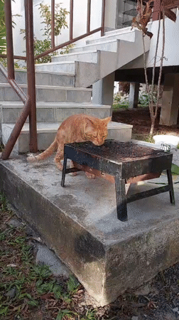Orange cat investigates a barbecue grill in Baan Mae Nam