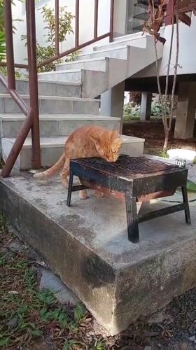 Orange cat investigates a barbecue grill in Baan Mae Nam