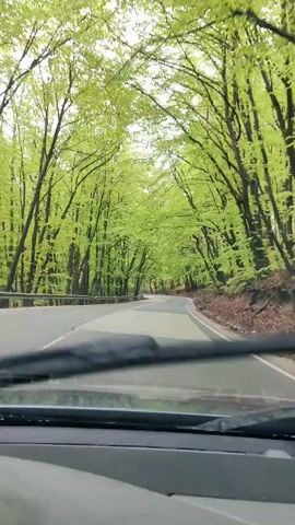 The video shows a first-person perspective from inside a car driving along a winding asphalt road. The road is lined on both sides by dense trees with vibrant, light green foliage, forming a natural canopy overhead. The scene suggests a spring or early summer setting due to the lushness of the leaves. A guardrail is visible on the left side of the road. In the distance, another white car is seen approaching from the opposite direction and then turning right. The car's windshield and the bottom of its wipers are visible at the bottom of the frame. The weather appears bright and clear. The car is driving through what looks like a forested area, consistent with the location context of Dolno Kamartsi, Bulgaria. No people are visible, and no text is present in the video.