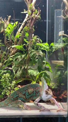 A chameleon with teal and brown markings is perched on a white grate in a terrarium. The chameleon is facing forward with its head tilted up. Its front legs are extended and its back legs are bent. The terrarium is filled with lush green plants and branches. The lighting is bright, illuminating the chameleon and its surroundings.