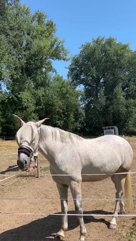 The video shows a white horse with a fly mask covering its face standing in a dry, grassy field. There are several large green trees in the background, and a clear blue sky above. A wire fence runs in the foreground, partially obscuring the horse. The horse stands still for the first few seconds, then slowly walks towards the camera before stopping again.