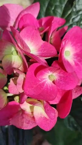 A close-up shot of a pink hydrangea flower with green accents. The petals are layered and somewhat rounded. Some petals are a bright pink, while others are a lighter pink with hints of yellow or lime green at their base. The center of some flowers shows a distinct green stamen. The surrounding leaves are a dark, rich green and appear to be textured. The background is blurred, with hints of brown and gray suggesting a natural outdoor setting. The lighting creates soft shadows and highlights, giving the flower depth and dimension.