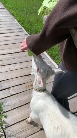 A person wearing a brown jacket and gray pants is kneeling on a wooden boardwalk and feeding a white goat. The goat is wearing a beige collar and is looking up at the person, with its mouth open as if to eat something. The person's hand is extended towards the goat, holding a piece of green leafy vegetable. The background shows a grassy field and more wooden boardwalk. The person then pets the goat.