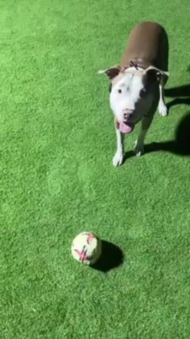 A brown and white pit bull type dog stands on a green artificial turf lawn, looking down at a soccer ball. The dog quickly and playfully attacks the ball, then runs across the lawn away from the ball. The lawn is adjacent to a modern house with a white exterior and a parked white car. The scene appears to be filmed at night under artificial light.