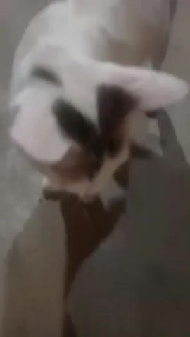 A blurry video shows a white cat with black markings on its head and back lying on a concrete floor. The cat appears to be in distress, with its eyes partially closed and its body in an unnatural position. There is a small, reddish-brown object on the floor near the cat, which could be a piece of food or debris. The lighting is dim, suggesting the video was recorded indoors or at night. The camera is handheld and the footage is shaky, indicating the person filming may be moving. The overall impression is one of concern for the animal's well-being.