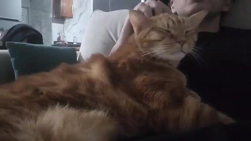 A man is sitting down and petting an orange tabby cat. The man is wearing a black shirt, and the cat is lying on his lap with its eyes closed. The background includes a green pillow, a white cushion, some kitchen cabinets, and an air conditioning unit. The man's hand is visible petting the cat's head.