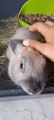 Rabbits, garden flowers, and backyard nature on a summer morning