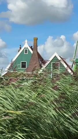 A video shows the upper portions of two traditional Dutch houses with green walls and white trim, topped with triangular roofs. A brick chimney with a yellow cap stands prominently between the houses. Tall, green reeds with purple feathery tops sway in the foreground, partially obscuring the view of the buildings. In the background, a blue sky with fluffy white clouds is visible. A portion of a green windmill is visible on the far right. The footage is static with no discernible action.